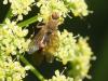 357881 – Photo : Daniel Dufour – France (36)